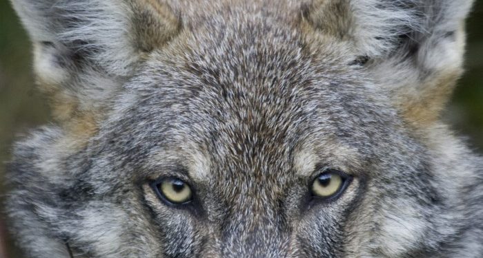 A Chips Act cautionary tale