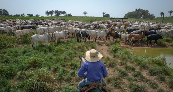Donald Trump’s China trade war a ‘boon’ for Brazil but sends US farmers reeling