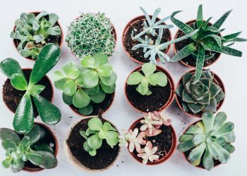 10 Best Places To Sell Plants To Make Money