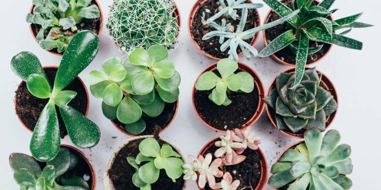 10 Best Places To Sell Plants To Make Money
