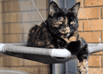 Google’s AI image-to-video generator launches on Honor’s new phones