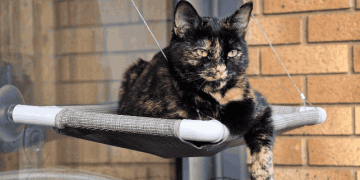 Google’s AI image-to-video generator launches on Honor’s new phones