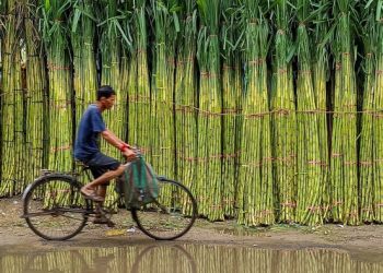 Sugar prices are guided by a sweet invisible hand