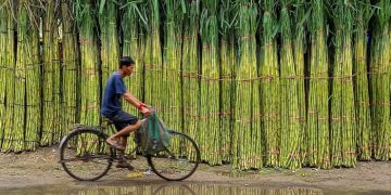 Sugar prices are guided by a sweet invisible hand