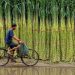 Sugar prices are guided by a sweet invisible hand
