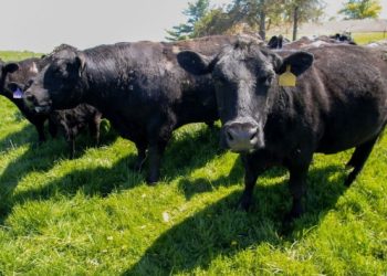 US beef prices extend surge as ranchers face thinnest herds in 70 years