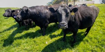 US beef prices extend surge as ranchers face thinnest herds in 70 years