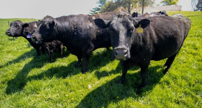 US beef prices extend surge as ranchers face thinnest herds in 70 years