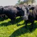 US beef prices extend surge as ranchers face thinnest herds in 70 years