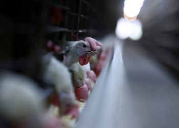 China suspends chicken imports from Brazil due to detection of bird flu