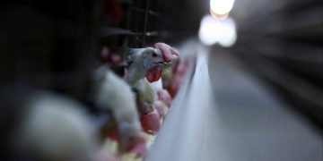 China suspends chicken imports from Brazil due to detection of bird flu