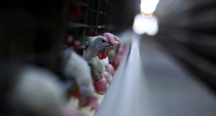 China suspends chicken imports from Brazil due to detection of bird flu