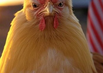 Tick-tock on the taco trade blowback