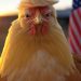 Tick-tock on the taco trade blowback
