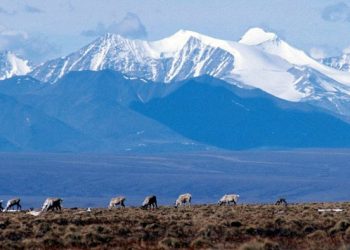 US moves to open Alaskan wilderness to oil drilling with Biden rule rollback