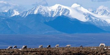 US moves to open Alaskan wilderness to oil drilling with Biden rule rollback
