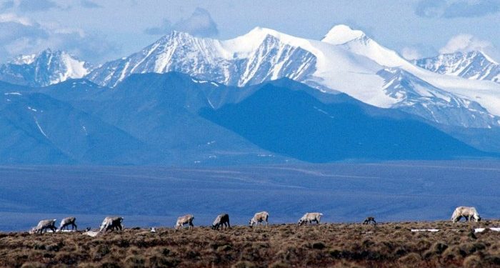 US moves to open Alaskan wilderness to oil drilling with Biden rule rollback