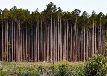 Why nature loss matters to companies — and what they can do