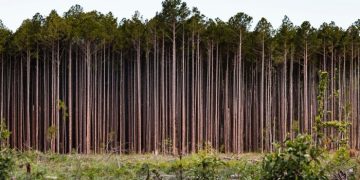 Why nature loss matters to companies — and what they can do