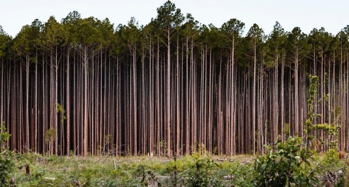 Why nature loss matters to companies — and what they can do