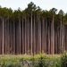 Why nature loss matters to companies — and what they can do