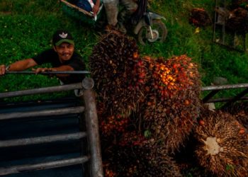 Biofuel prices jump as Israel-Iran conflict drives hunt for oil alternatives