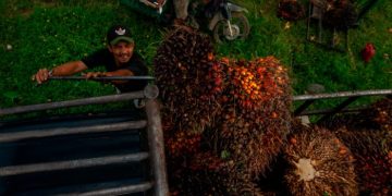 Biofuel prices jump as Israel-Iran conflict drives hunt for oil alternatives