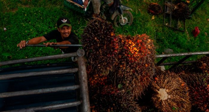 Biofuel prices jump as Israel-Iran conflict drives hunt for oil alternatives