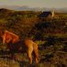 A hedge fund manager’s radical vision for a remote Scottish island