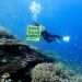 Indonesia launches rare crackdown on nickel mines in ‘last paradise’