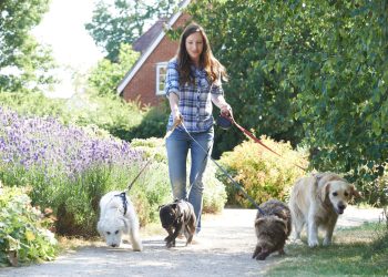 Is Rover Worth It? A Guide to Making Money with Rover