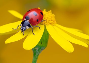 This new browser won’t monetize your every move – how to try it