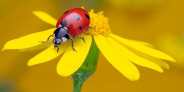 This new browser won’t monetize your every move – how to try it