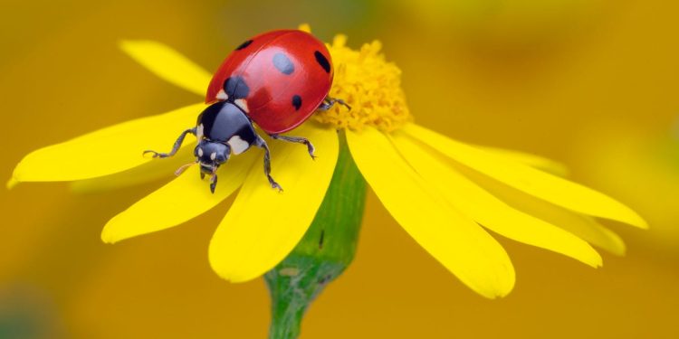 This new browser won’t monetize your every move – how to try it