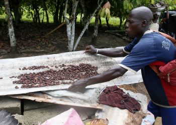 Why rocketing cocoa prices are not benefiting West Africa’s farmers