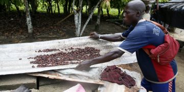 Why rocketing cocoa prices are not benefiting West Africa’s farmers