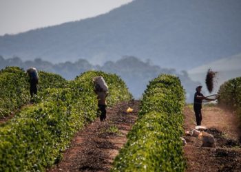 Coffee prices climb after Donald Trump threatens 50% tariffs on Brazil