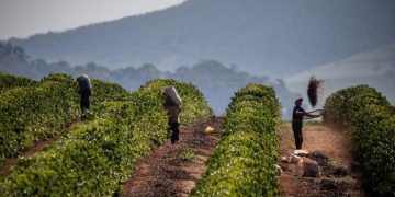Coffee prices climb after Donald Trump threatens 50% tariffs on Brazil