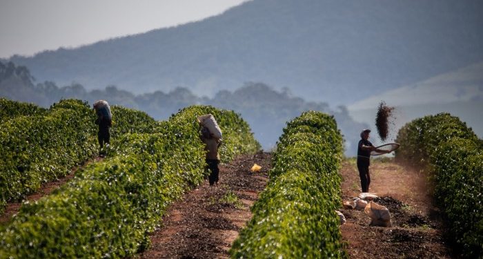 Coffee prices climb after Donald Trump threatens 50% tariffs on Brazil