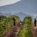 Coffee prices climb after Donald Trump threatens 50% tariffs on Brazil