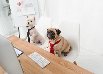 11 Jobs Where You Can Bring Your Pet to Work