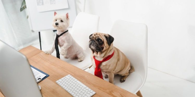 11 Jobs Where You Can Bring Your Pet to Work