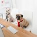 11 Jobs Where You Can Bring Your Pet to Work