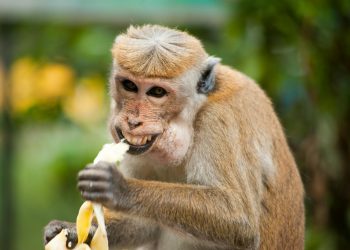 Pro Trader Dubs HODLers ‘Idiots,’ Saylor Fires Back