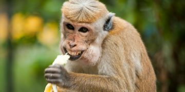 Pro Trader Dubs HODLers ‘Idiots,’ Saylor Fires Back