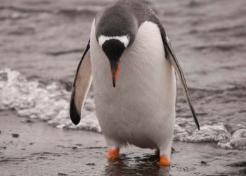 Arch Linux remains under attack as DDoS enters week 2 – here’s a workaround