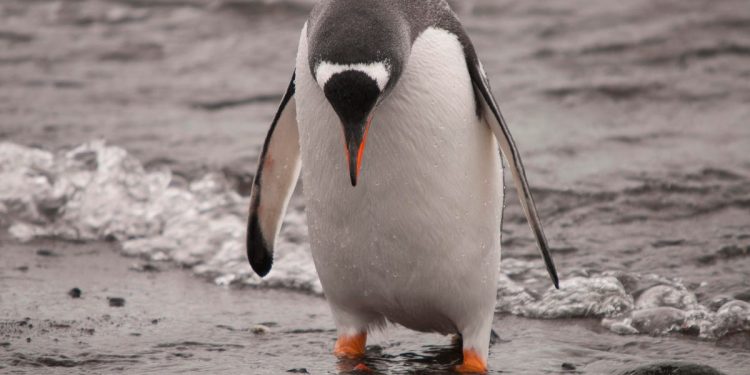 Arch Linux remains under attack as DDoS enters week 2 – here’s a workaround