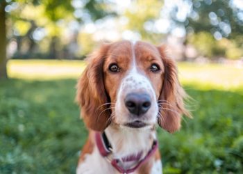 How We Make $12,000 a Year Dog Sitting From Home