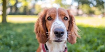 How We Make $12,000 a Year Dog Sitting From Home