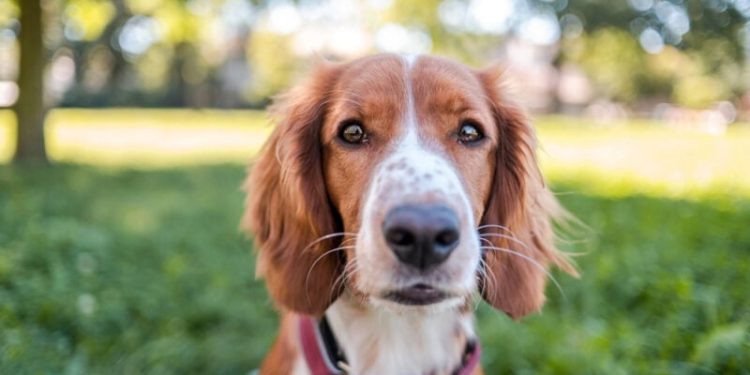 How We Make $12,000 a Year Dog Sitting From Home